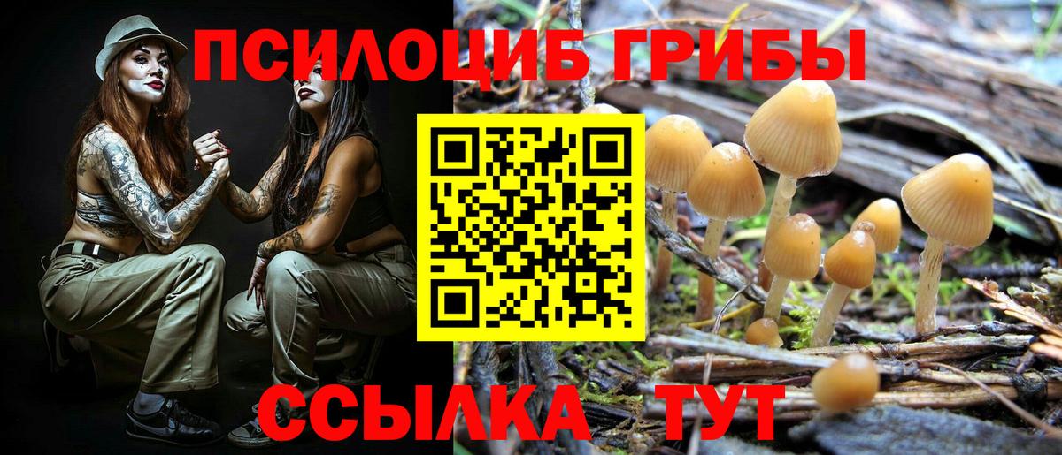 Псилоцибиновые грибы мицелий  Алатырь  где найти наркотики  Псилоцибиновые грибы ЛСД 